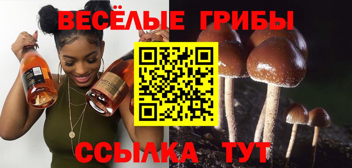 Псилоцибиновые грибы Psilocybine cubensis Таганрог